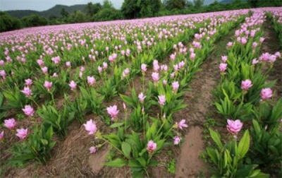  Turmeric plantations