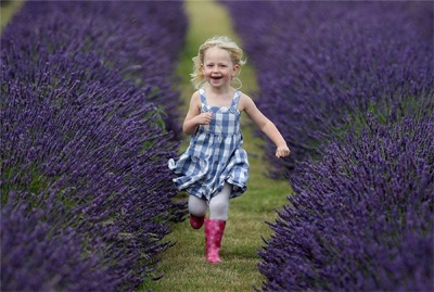  Lavender fields