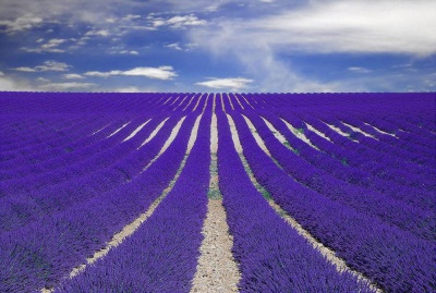  Lavender field