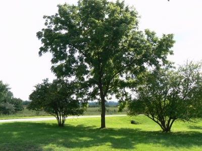  Black walnut tree growing places