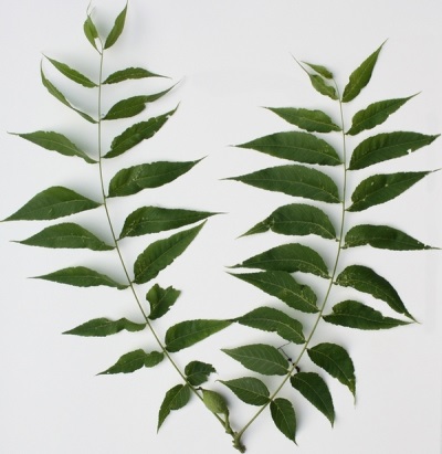  Some characteristics of black walnut leaves