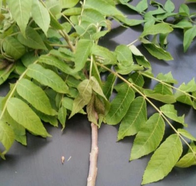  The leaves of the black walnut tree have a lot of useful properties for the body