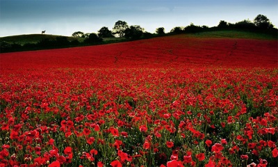  Poppy growing