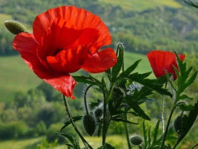  Poppy flowers