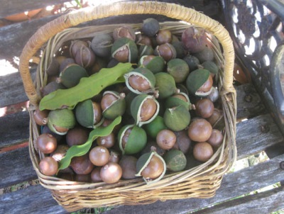  Macadamia nuts are used for medicinal purposes to treat certain ailments.