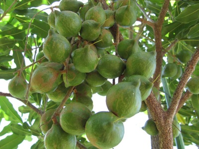  Interesting facts about macadamia