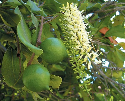  Peeled Macadamia Nut