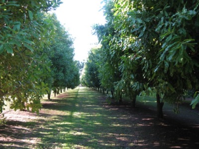  Macadamia grows in arid areas, most common in Australia and South Africa