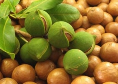  Macadamia nut is rich in trace elements beneficial to the body