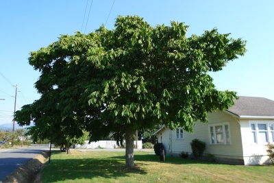  Manchurian walnut tree grows well in temperate climates