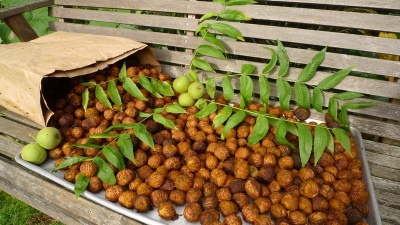  Manchurian nut has a number of beneficial properties for the body.