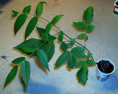  Manchurian Nut Growing