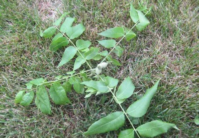  Planting Manchurian seedlings in the ground