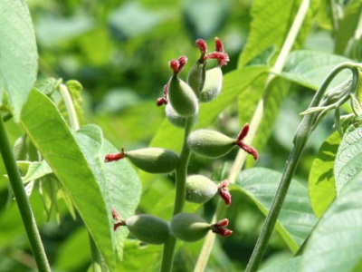  Flowering and the formation of the fruits of the Manchurian walnut