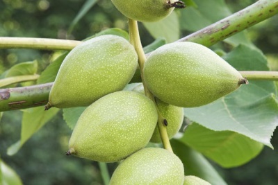  Manchurian Fruit