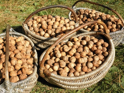  Walnuts must be stored for several months to produce butter.