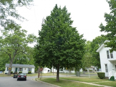  Bear nut grows in temperate areas