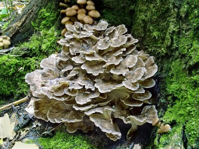  Meytake mushrooms (maitake or ram mushroom)