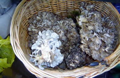  Interesting facts about maitake mushrooms