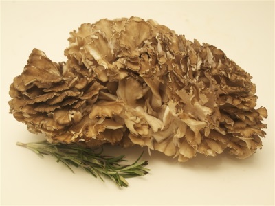  Meytake mushrooms are very popular in Asian cuisine