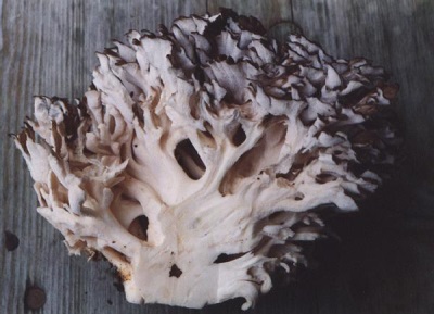  The benefits of maitake mushroom extract to strengthen and heal the body