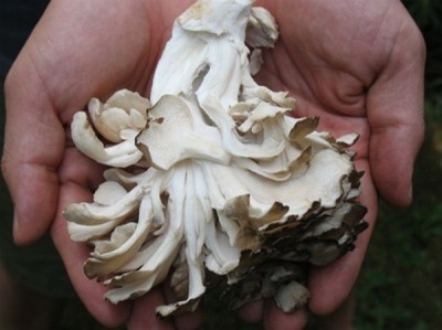  Peculiarities of maitake mushrooms