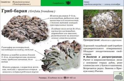  Appearance of meytake mushrooms