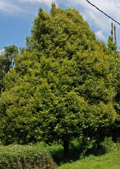  Fragrant Muskatnik