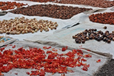  Farm nutmeg production