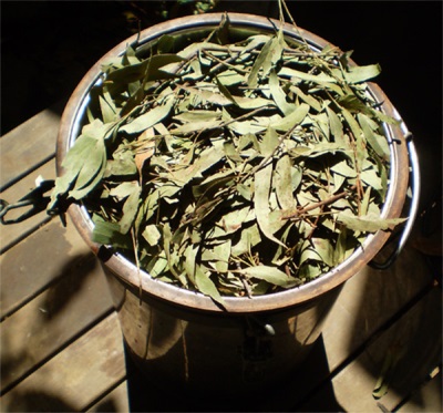  Eucalyptus tincture preparation