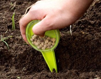  Planting nasturtium seeds in the ground