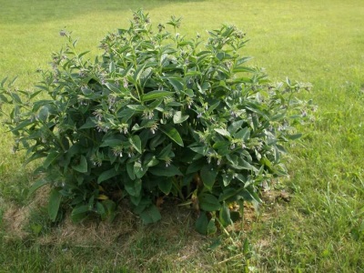  Comfrey plant belongs to the family Burachnikovye