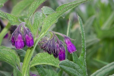  Comfrey medicinal