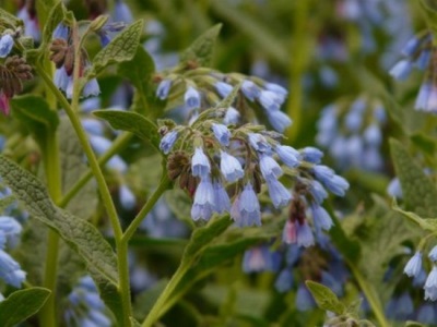  Comfrey Grungy