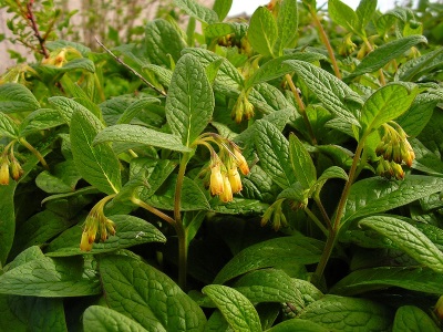  Tuberiferous comfrey