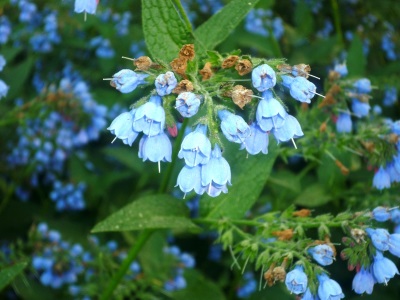  Comfrey külföldi