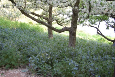  Many varieties of comfrey are found both in Europe and in Asia.