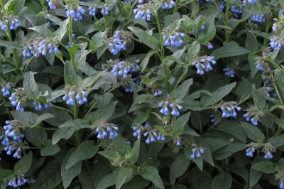  Caucasian comfrey