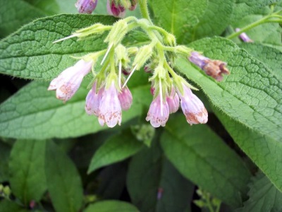  Hybrid comfrey