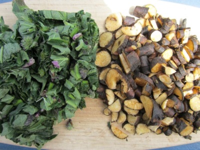  Harvesting raw comfrey