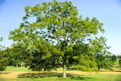  Walnut hitam berasal dari Amerika Utara