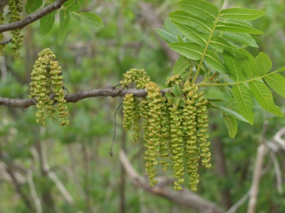  Daun dan bunga pokok walnut hitam