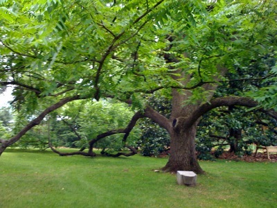  The appearance of the black walnut tree