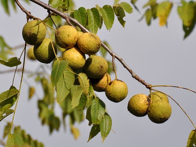  Buah walnut hitam