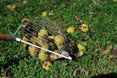  Collecting black walnut with special tools