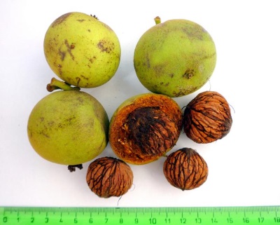  Ciri-ciri walnut hitam