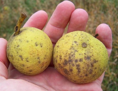  Walnut hitam mempunyai banyak ciri berguna.