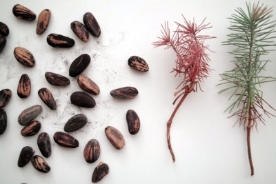  Pine tree seeds for growing pine