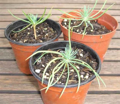  Pine pine seedlings