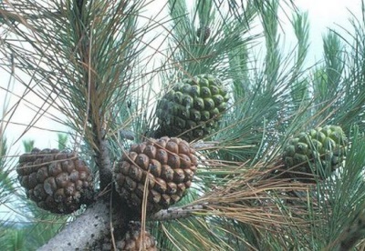  Pine Pine Cones